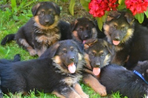 Acelin German Shepherd Puppies