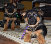 Puppies Standing and Sitting